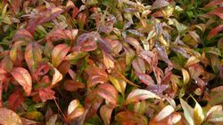 Nandina domestica "Fire power"