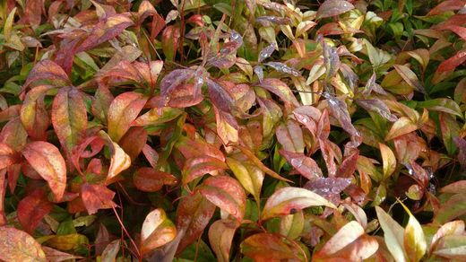 Nandina domestica "Fire power"