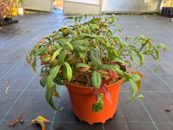 Nandina domestica "Fire power"