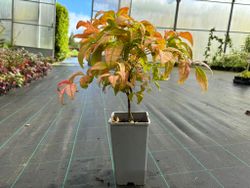 Nandina domestica "Fire power"
