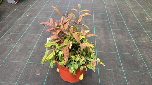 Nandina domestica "Fire power"
