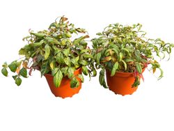 Nandina domestica "Fire power"