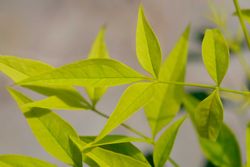 Nandina domestica "Magical Lemon & Lime"