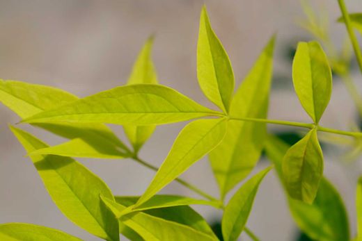 Nandina domestica "Magical Lemon & Lime"