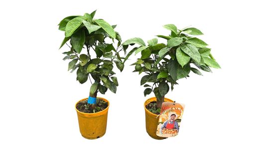 Laranja Barberina - Citrus x sinensis "Barberina"