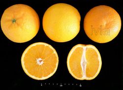 Laranja Barberina - Citrus x sinensis "Barberina"
