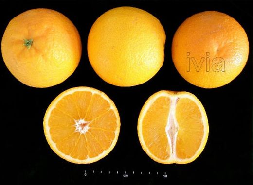 Laranja Barberina - Citrus x sinensis "Barberina"