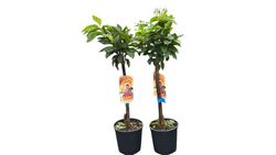 Laranja Barberina - Citrus x sinensis "Barberina"