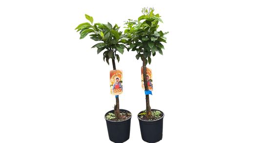 Laranja Barberina - Citrus x sinensis "Barberina"