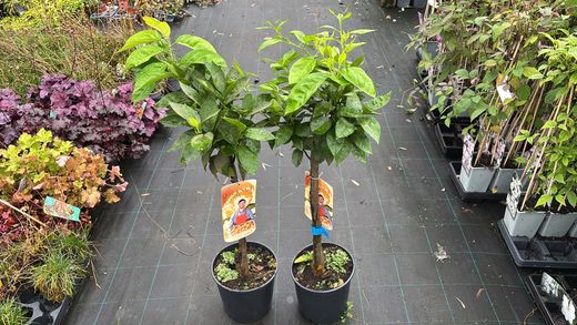 Laranja Barberina - Citrus x sinensis "Barberina"