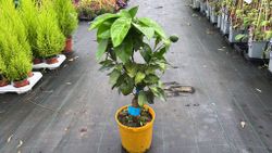 Laranja Barberina - Citrus x sinensis "Barberina"