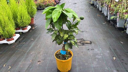 Laranja Barberina - Citrus x sinensis "Barberina"