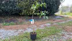 Naranjo en maceta, Citrus x sinensis "Navelina"