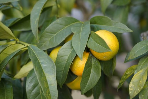 Oranger en pot, Citrus x sinensis "Navelina"