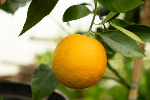 Oranger en pot, Citrus x sinensis "Navelina"