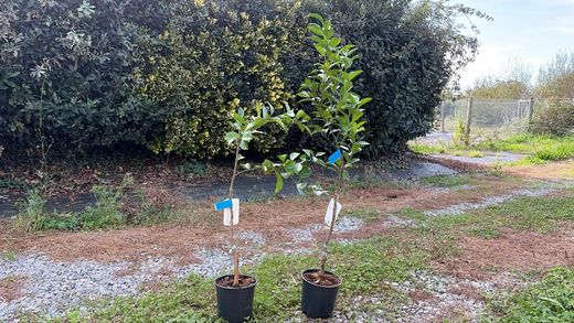 Naranjo en maceta, Citrus x sinensis "Navelina"
