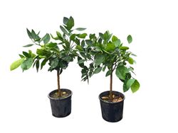 Laranjeira "Navel Chocolate" - Citrus x sinensis