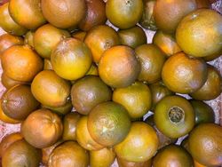 Laranjeira "Navel Chocolate" - Citrus x sinensis