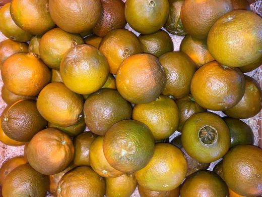Laranjeira "Navel Chocolate" - Citrus x sinensis