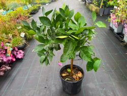 Laranjeira "Navel Chocolate" - Citrus x sinensis