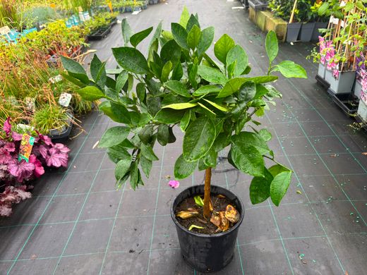 Laranjeira "Navel Chocolate" - Citrus x sinensis