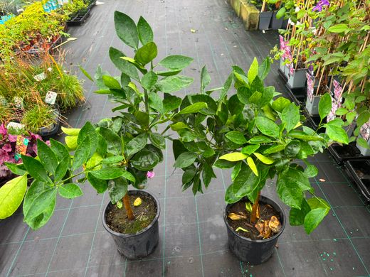 Laranjeira "Navel Chocolate" - Citrus x sinensis