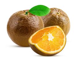 Laranjeira "Navel Chocolate" - Citrus x sinensis