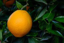 Naranjo Navelate, Citrus x sinensis