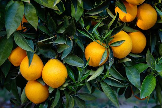 Naranjo Navelate, Citrus x sinensis