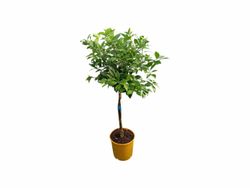 Laranjeira Salustiana - Citrus sinensis "Salustiana"