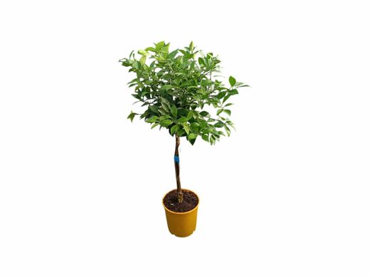 Laranjeira Salustiana - Citrus sinensis "Salustiana"