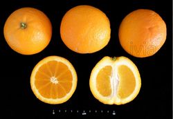Laranjeira Salustiana - Citrus sinensis "Salustiana"