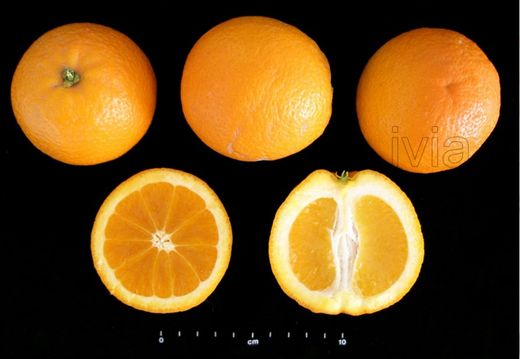 Laranjeira Salustiana - Citrus sinensis "Salustiana"