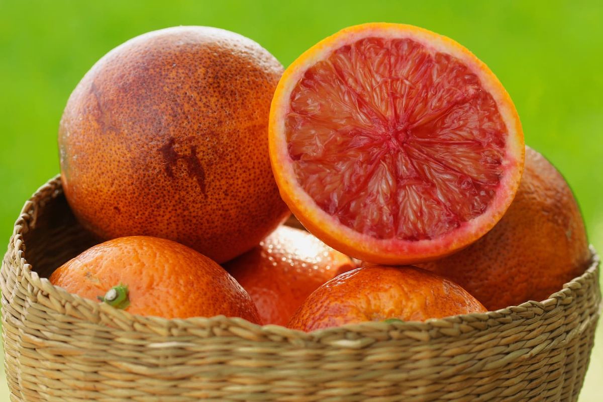 Naranjo sanguina - Citrus sinensis Sanguinelli Maceta de 5 litros. Podado a 75 cm