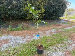 Naranjo "Valencia" - Citrus x sinensis