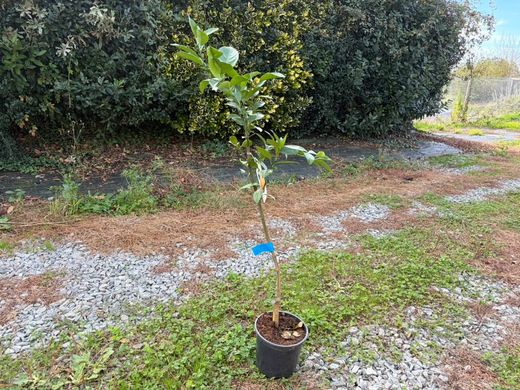 Naranjo "Valencia" - Citrus x sinensis