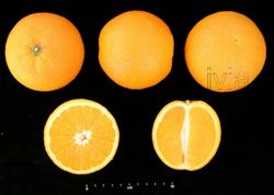 Oranger «Valencia» - Citrus x sinensis