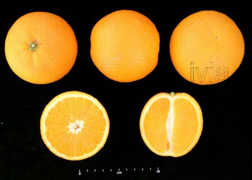 Oranger «Valencia» - Citrus x sinensis