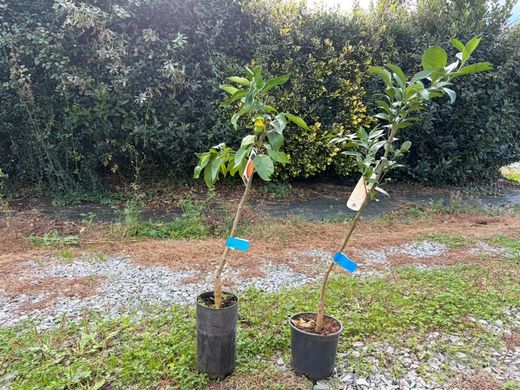 Naranjo "Valencia" - Citrus x sinensis