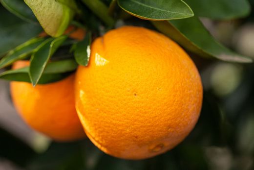 Naranjo "Washington Navel​" - Citrus x sinensis