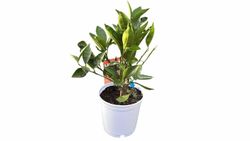 Laranjeira "Washington Navel" - Citrus x sinensis