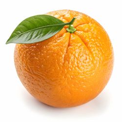 Naranjo "Washington Navel" - Citrus x sinensis
