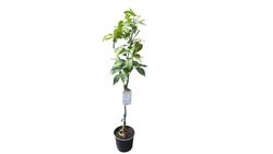 Naranjo "Washington Navel" - Citrus x sinensis