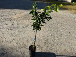 Orangers Lane late - Citrus x sinensis "Lane late"