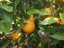 Orangers Lane late - Citrus x sinensis "Lane late"