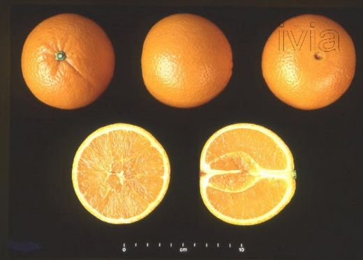 Orangers Lane late - Citrus x sinensis "Lane late"