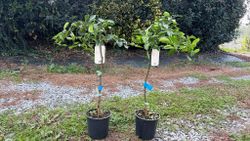 Naranjos Lane late - Citrus x sinensis "Lane late"