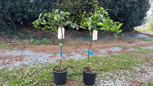 Naranjos Lane late - Citrus x sinensis "Lane late"