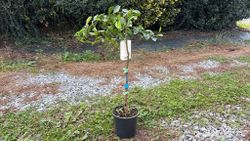 Naranjos Lane late - Citrus x sinensis "Lane late"