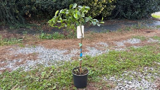 Naranjos Lane late - Citrus x sinensis "Lane late"